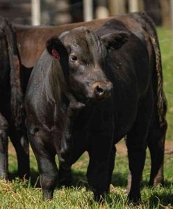 Show Rural: Novas raças e soluções darão impulso à área pecuária