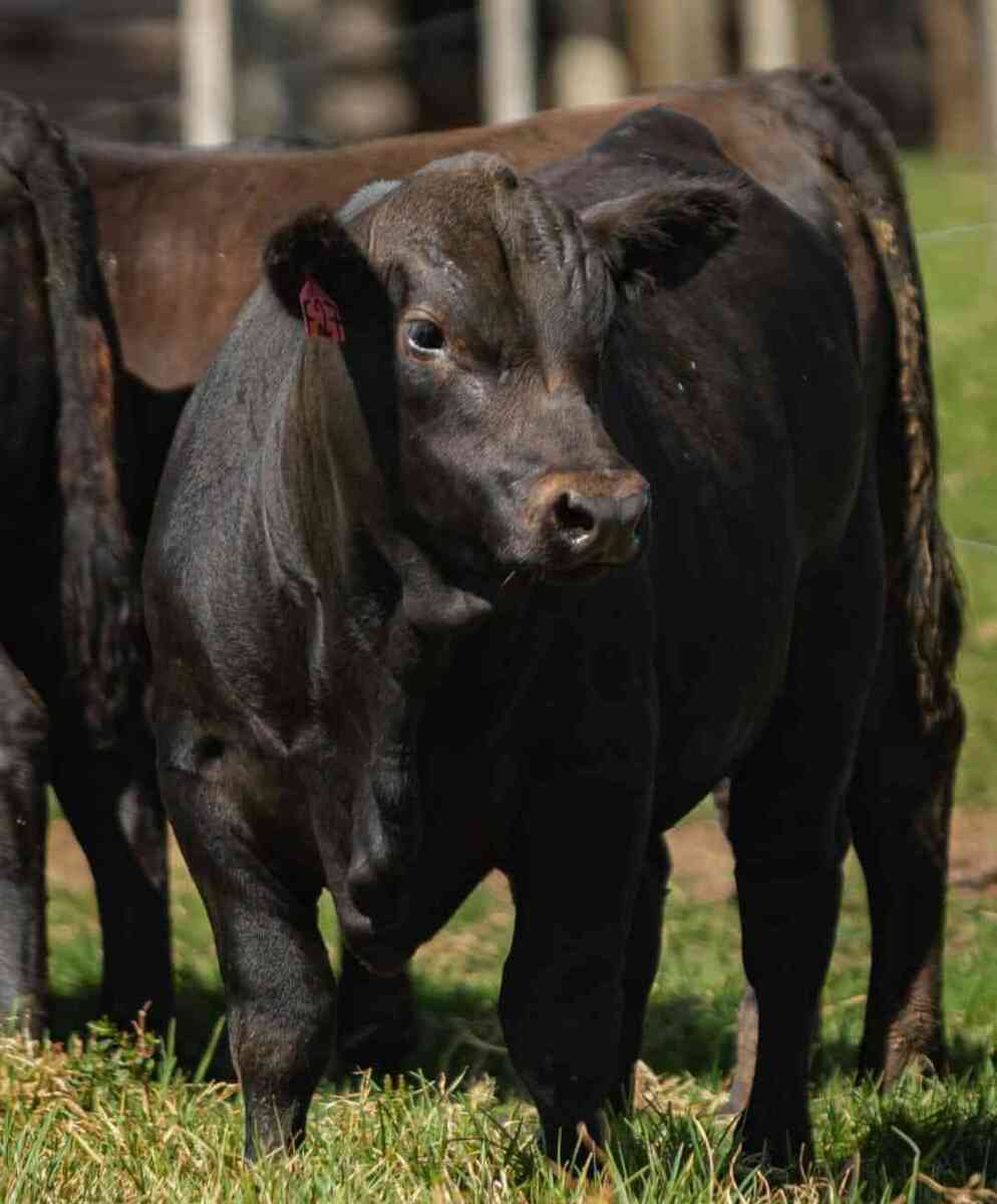 Show Rural: Novas raças e soluções darão impulso à área pecuária