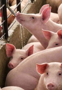 Show Rural: Suinocultura terá degustação, robô, palestras e mostra de equipamentos