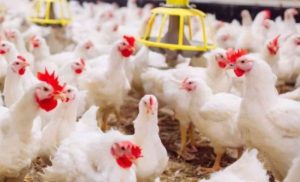 Show Rural reforça integração, tecnologia e proximidade com criador de aves