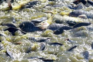 Estado reduz ICMS sobre ração de peixes