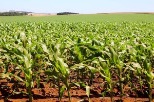Mesmo com altas temperaturas e chuvas irregulares, soja e milho avançam