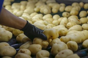 Qual é o principal produtor de sementes de soja e batata?