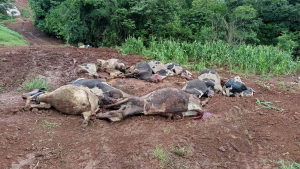 48 vacas morrem em propriedade em 72 horas
