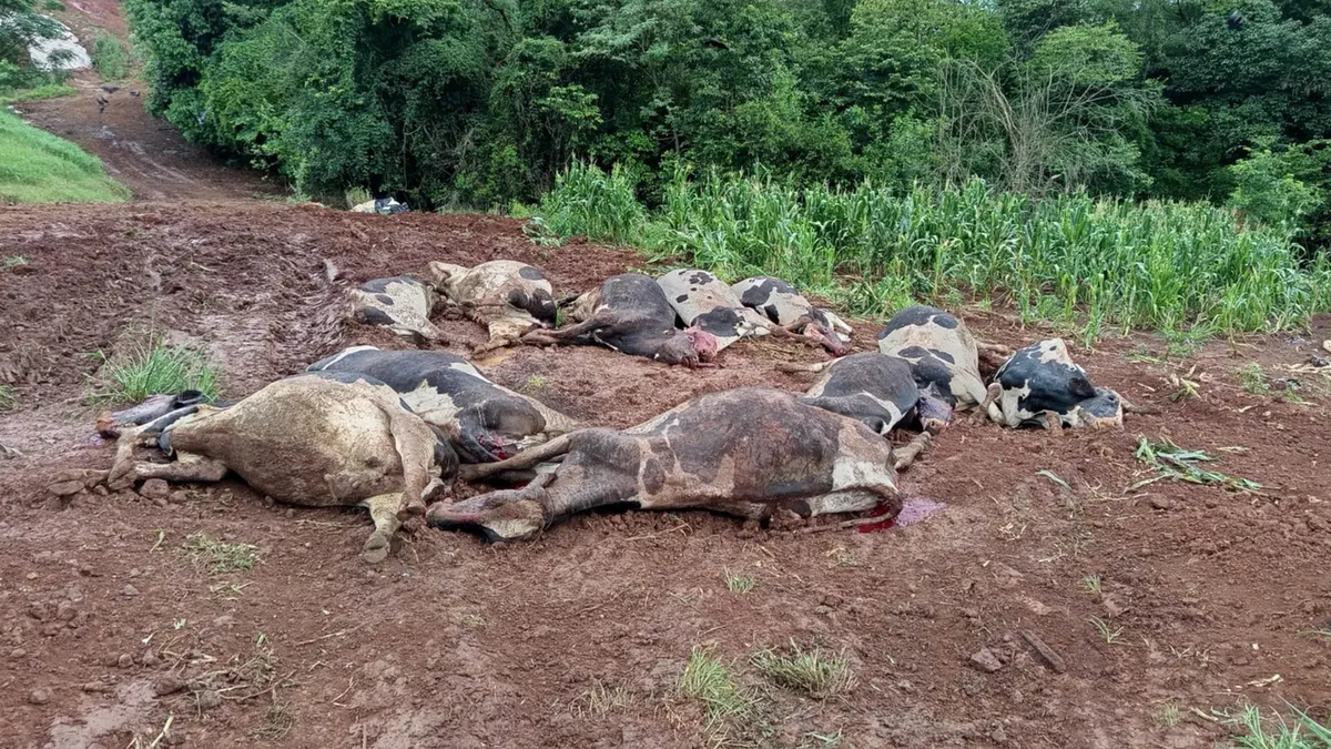 48 vacas morrem em propriedade em 72 horas