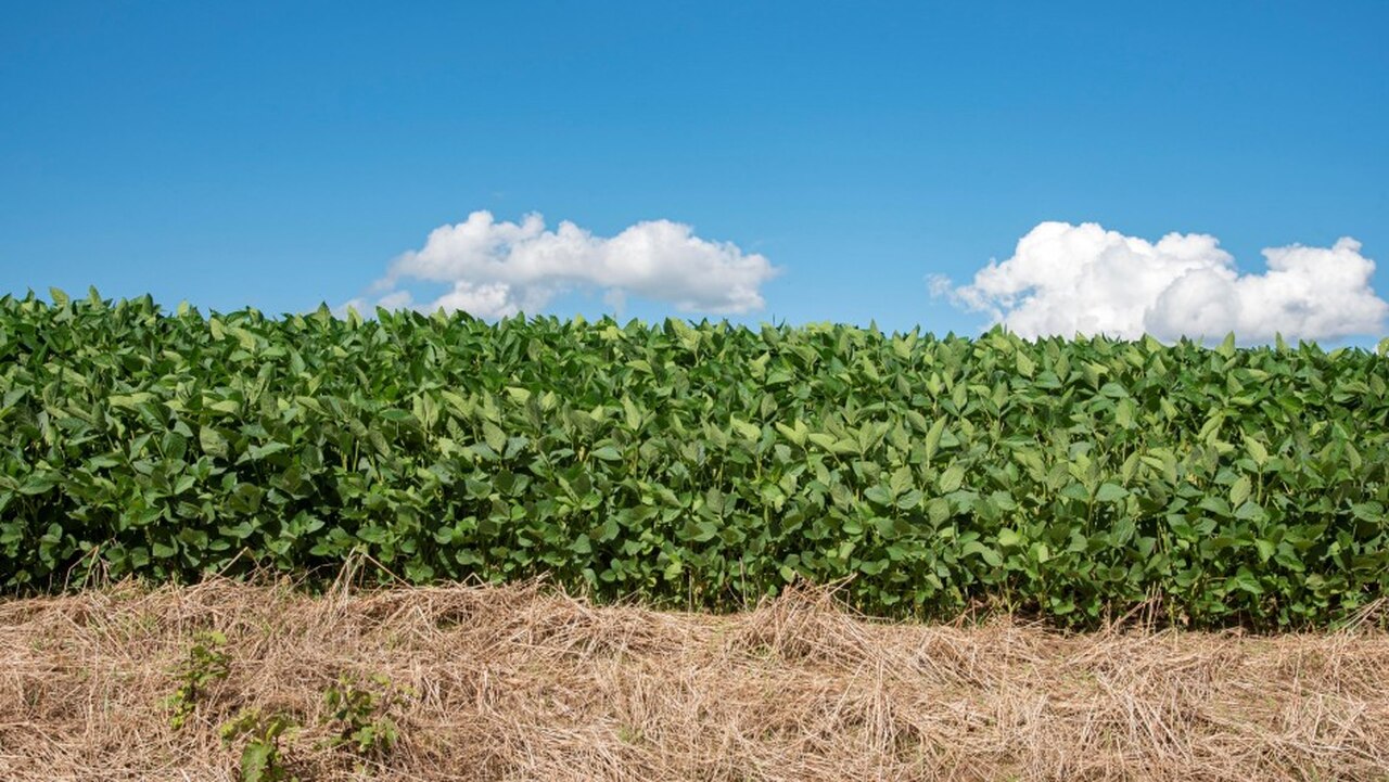Secretaria da Agricultura amplia calendário de plantio da soja