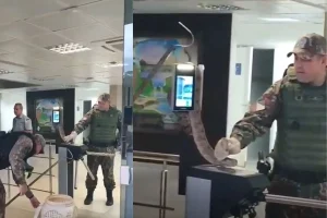 Jiboia bate o ponto em órgão público
