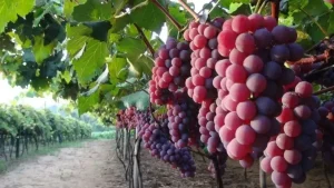 Exportação de frutas não deve sofrer com salvaguardas da UE