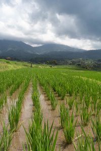 Domínio da Índia sobre o comércio global de arroz alimenta crise hídrica