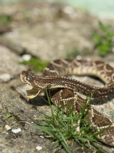 Alerta! Risco de acidentes com serpentes aumenta no verão