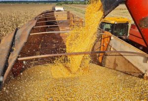 Abertura do mercado de DDG fortalece indústria do etanol de milho