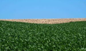 Plantio de soja fora de época ocorreu em quase 38 mil hectares