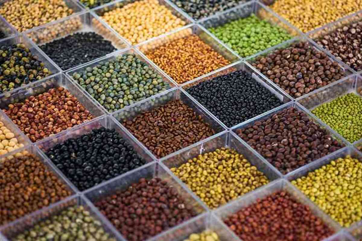 Sojas “diferentes do padrão comercial” serão demonstradas pela Embrapa no Show Rural