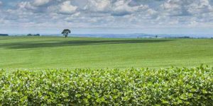 Tecnologias Poupa-Terra aumentam produção agrícola sem ampliar área cultivada
