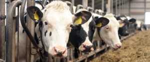 Planejamento forrageiro contribui para a gestão eficiente na pecuária de leite