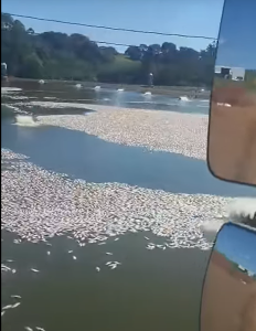 Produtor de peixes tem prejuízo milionário após queda de energia elétrica