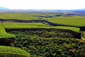 Nova Lei do Licenciamento Ambiental promete destravar investimentos