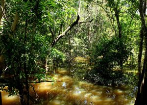 Fungo amazônico pode controlar doenças agrícolas e gerar novos antibióticos
