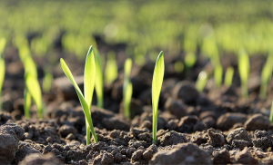 Decreto que regulamenta a Lei de Fertilizantes é alterado