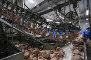 Adapar regulamenta cadastro de empresas para inspeção de animais de corte