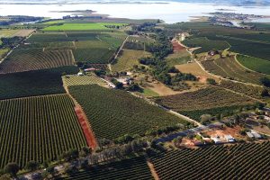 Estado aumenta participação na produção nacional de grãos