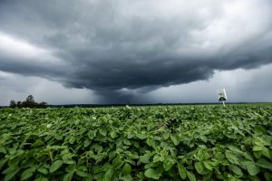 Excesso de umidade na colheita exige planejamento para evitar prejuízos