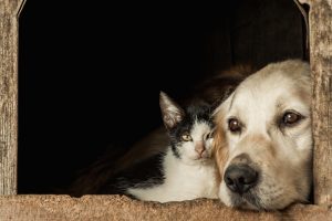 Estado autoriza sepultamento de pets em jazigos da família