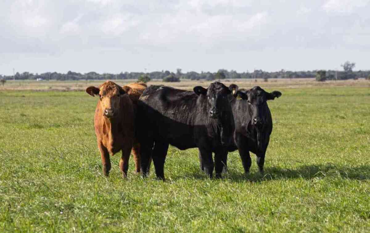 Carne Angus apresenta desossa e fomenta criação