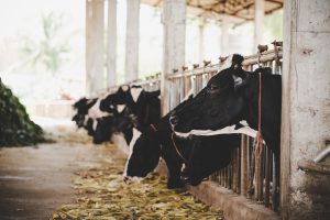 Projeto cria Instituto Nacional do Leite para enfrentar crise e sustentar renda do produtor