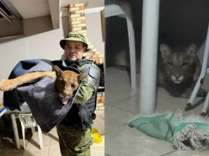 Onça-parda é encontrada dentro de casa e mobiliza Bombeiros, Polícia Ambiental e veterinários