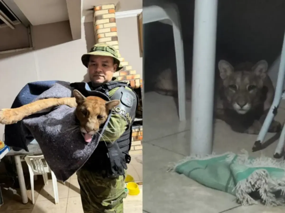 Onça-parda é encontrada dentro de casa e mobiliza Bombeiros, Polícia Ambiental e veterinários