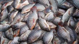 Setor de pescados espera retomada de consumo