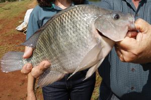 Estado se torna líder: 273 mil toneladas de peixes em 2025