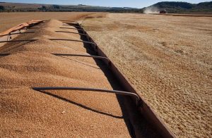 Mercado de trigo começa 2026 pressionado por importações e baixa fluidez interna