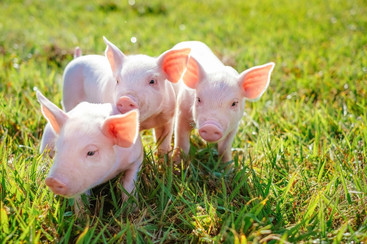 Parceria C.Vale x Frimesa impulsiona produção leiteira e suinícola