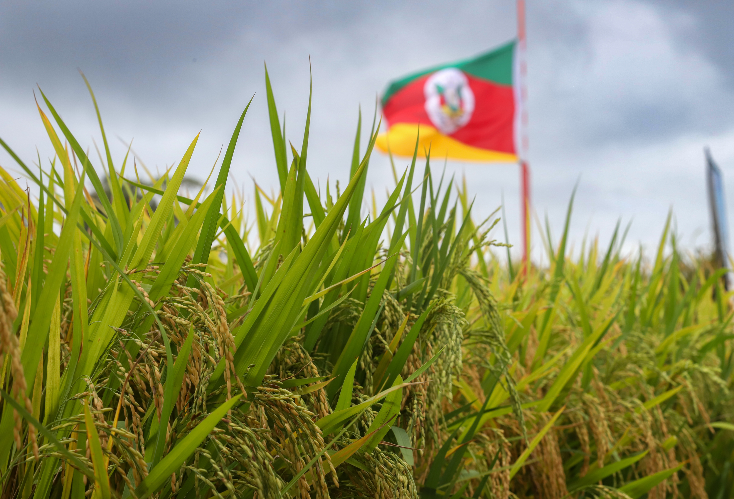 Entidades solicitam medidas urgentes para setor arrozeiro