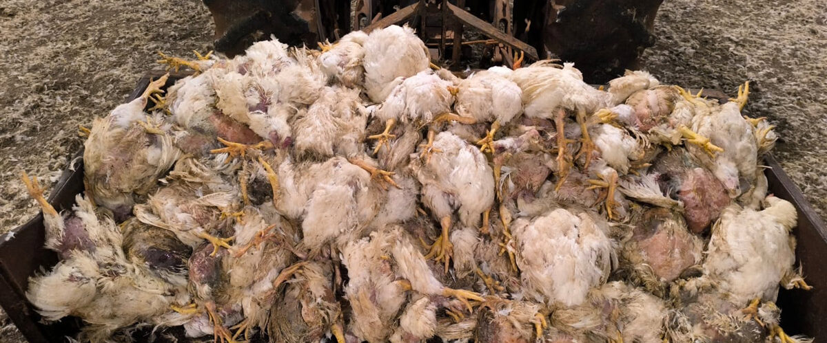 Produtor rural fica com apagões e prejuízos e a Copel com lucro bilionário