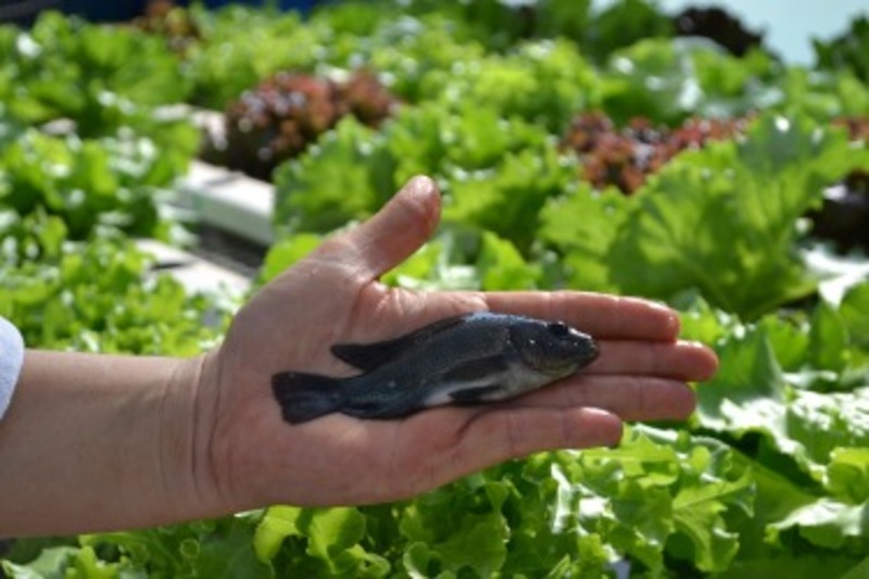 Projeto inovador transforma resíduos da aquicultura em bioinsumos