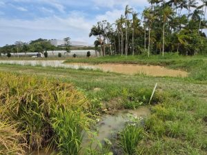 Projeto mostra caminhos para a autossuficiência hídrica na lavoura de arroz