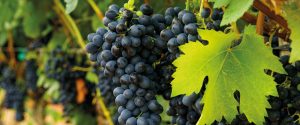 Viticultura ganha força com novo roteiro