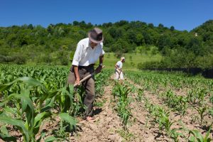 Redução da jornada pode elevar custo do agro em até 8%