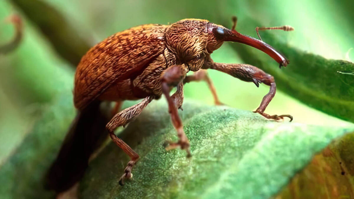 Bicudo: Praga já causou perdas bilionárias no País