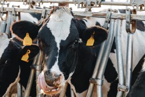 Indústrias temem risco do acordo Mercosul-UE para o setor leiteiro