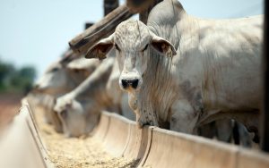 Exportações sustentam mercado, mas consumo limita reação dos preços