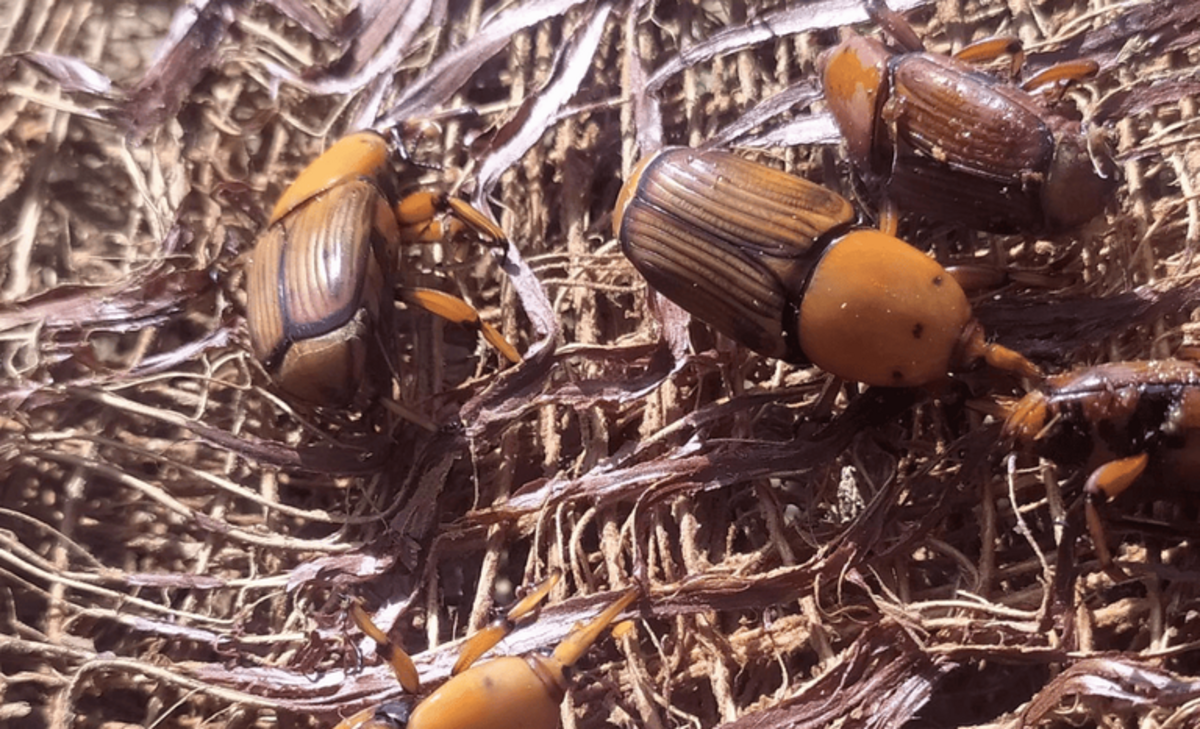 Alerta para risco do bicudo-vermelho e reforça medidas de prevenção no país