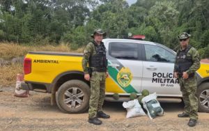 Dupla é flagrada colhendo pinhão verde antes do prazo legal