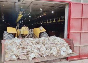 Semana marcada por mais perdas por falta de energia