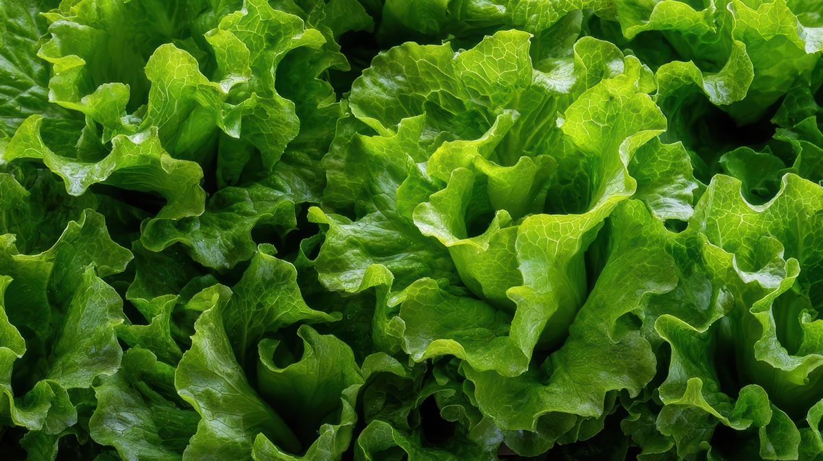 Cotações Agropecuárias: Aquecimento da demanda impulsiona preços da alface