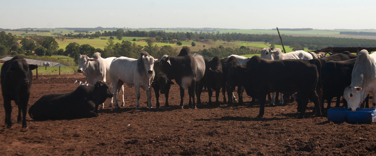 Garantindo eficiência em fazendas de pecuária de corte