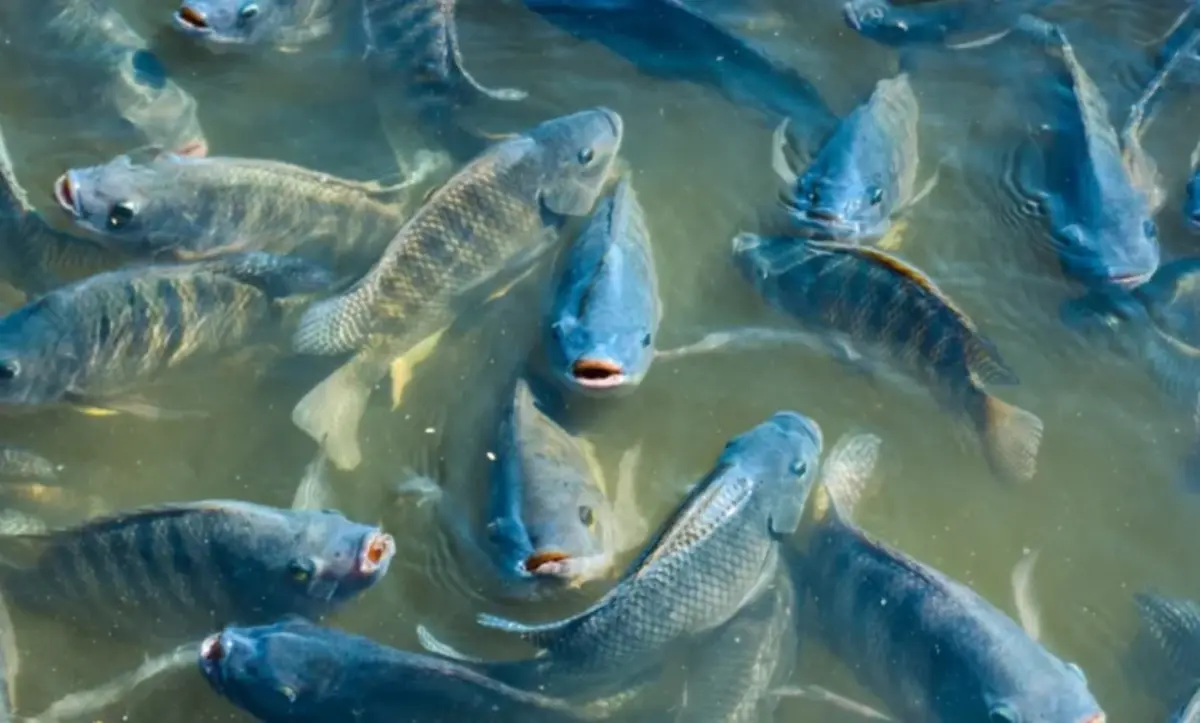 Cooperativa amplia processamento de peixes em 14% em 2025